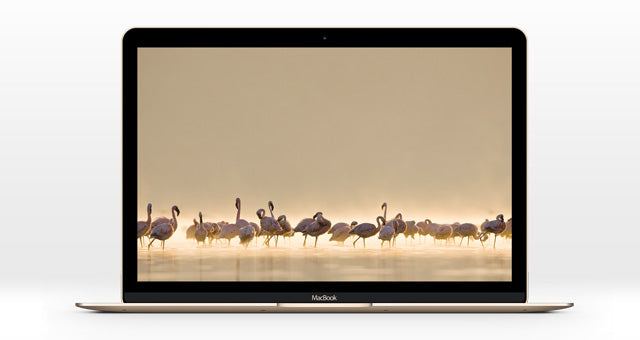 The New MacBook Photoshop Mockup