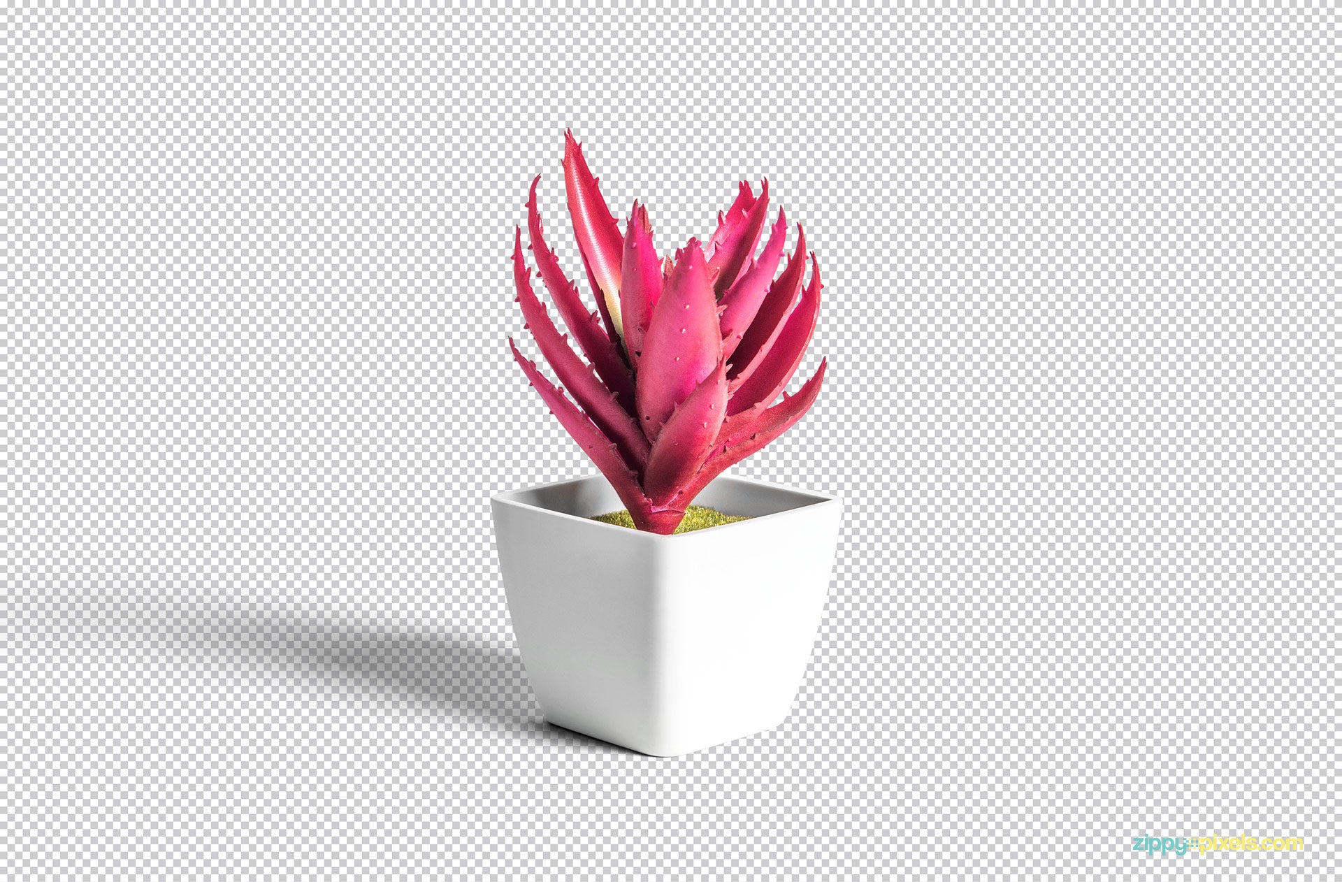 Plant Pot Mockup