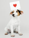 Adorable Jack Russell Retriever Puppy With A Love Letter Mockup Psd