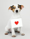 Adorable Jack Russell Retriever Puppy With A Love Letter Mockup Psd
