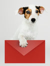 Adorable Jack Russell Retriever Puppy With A Red Envelope Mockup Psd
