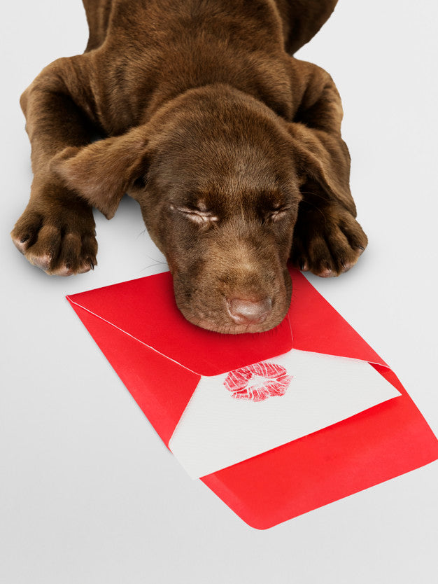 Adorable Labrador Retriever Sleeping On Top Of A Love Letter Mockup Psd