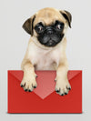 Adorable Pug Puppy With A Red Envelope Mockup Psd
