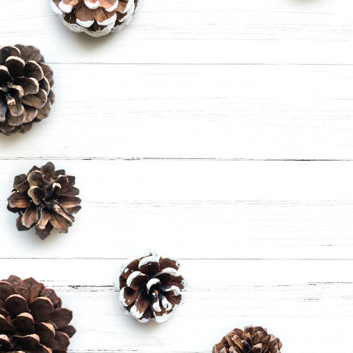 Blank Space With Pine Cones Mockup