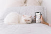 Cat And Smartphone Mockup On Couch Psd