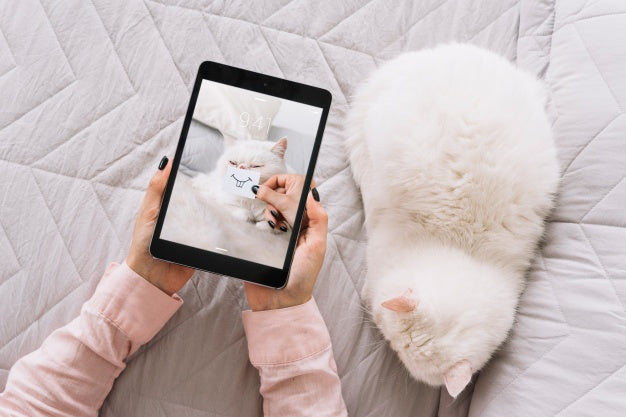 Cat And Tablet Mockup On Couch Psd