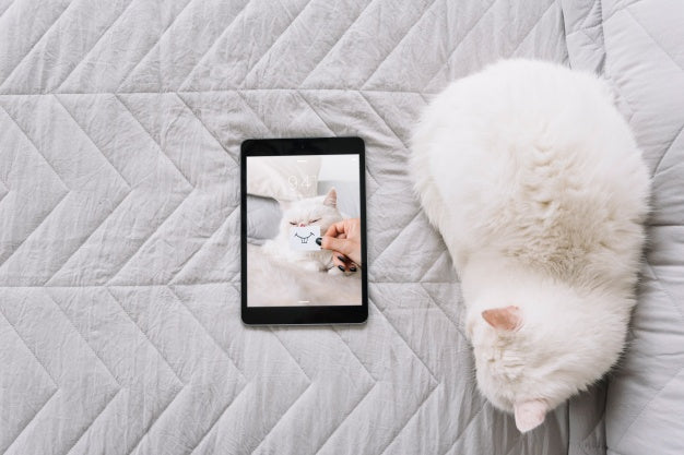 Cat And Tablet Mockup On Couch Psd