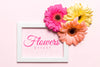 Colorful Daisies On White Frame Psd