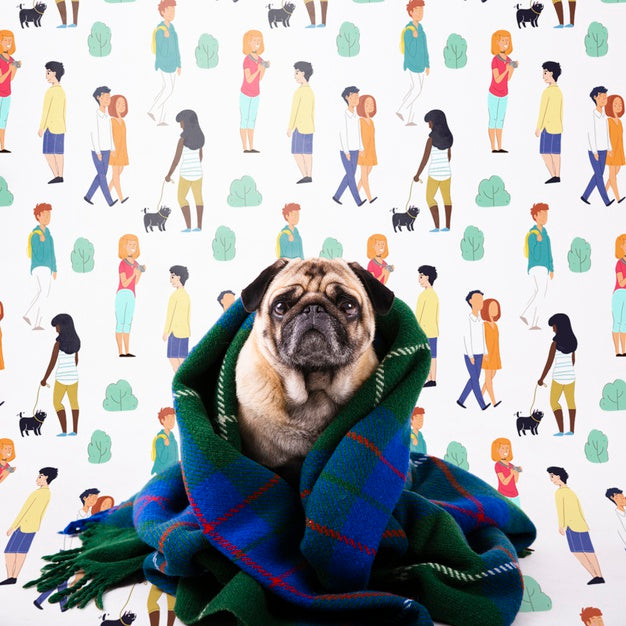 Domestic Dog Covered With Blanket Psd