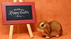 Easter Bunny Easel Chalkboard Mockup Psd