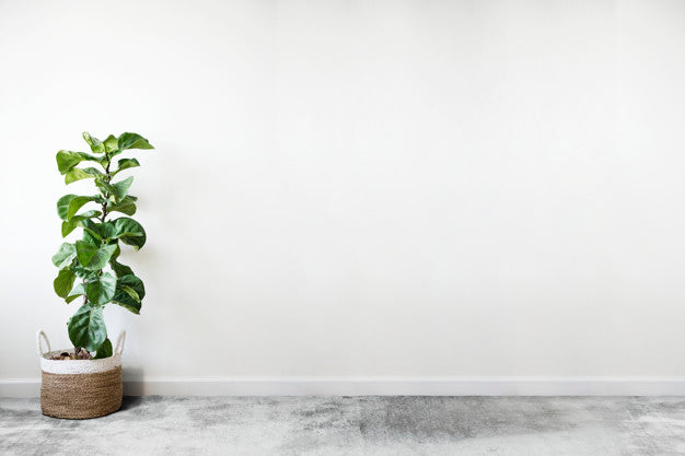 Fiddle Leaf Fig In A Room Psd