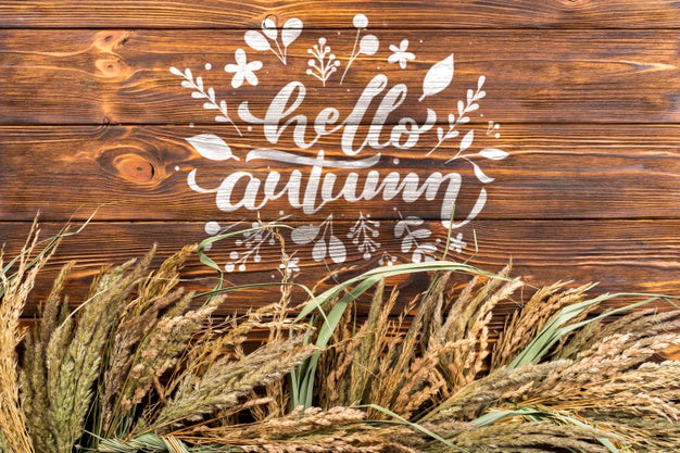 Flat Lay Frame With Wheat Grains Psd