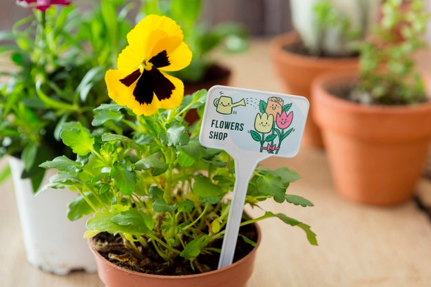 Flowers Pots Collection On Table Psd