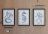 Frames With Snake Sketch On Sheet Psd