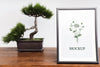 Front View Of Frame And Bonsai For Home Interior Psd