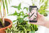 Gardening Concept With Hand Holding Smartphone Psd