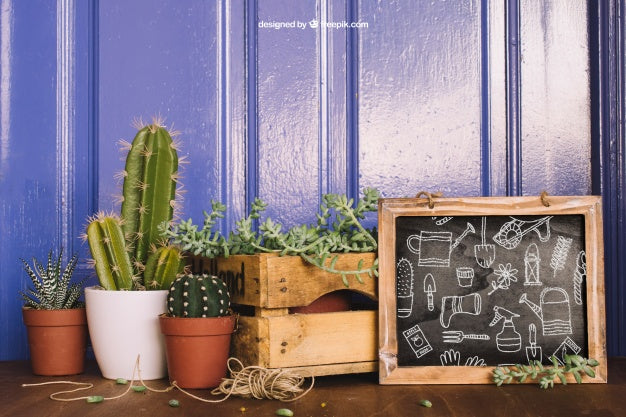 Gardening Mockup With Three Cactus And Slate Psd