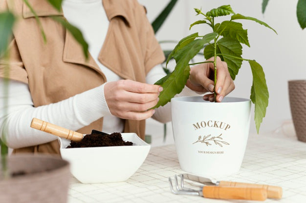 Indoor Vegetation Planting Mock-Up Psd