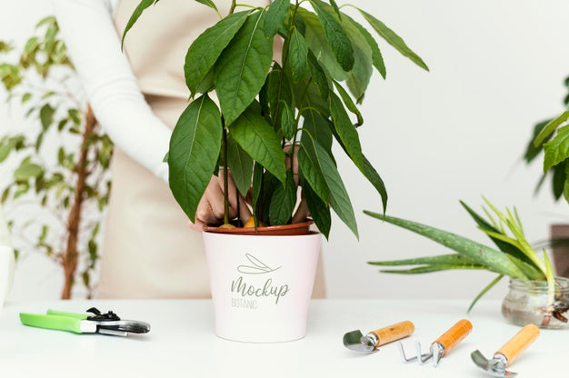 Indoor Vegetation Planting Mock-Up Psd