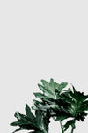 Philodendron Xanadu Leaf On Gray Background Psd