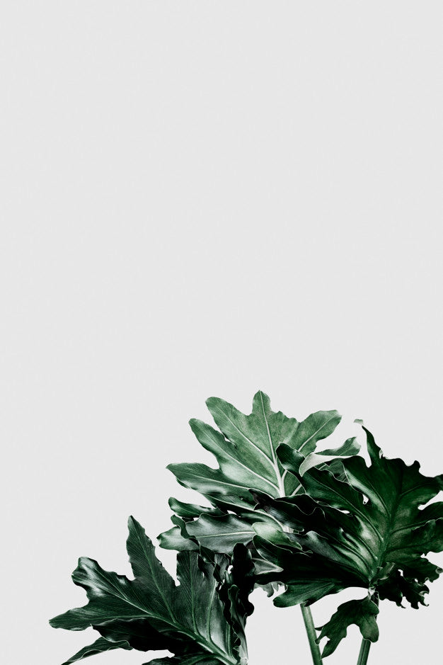 Philodendron Xanadu Leaf On Gray Background Psd