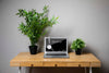 Plants And Macbook Mock-Up Psd