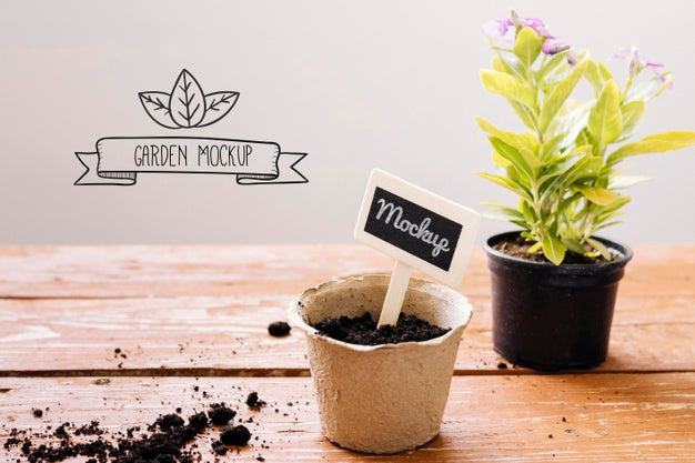 Plants In Pots Indoors Mock-Up Psd