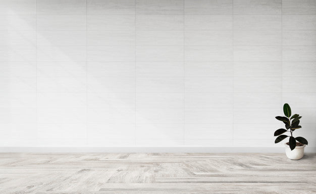 Rubber Fig Plant In An Empty Room Psd