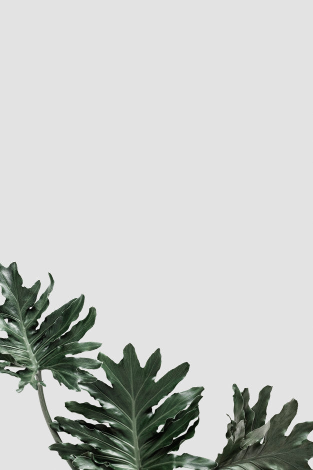 '@Shootphotofeedx #Mynt #Mockup #Ake #Psdmockup $Psd Psd