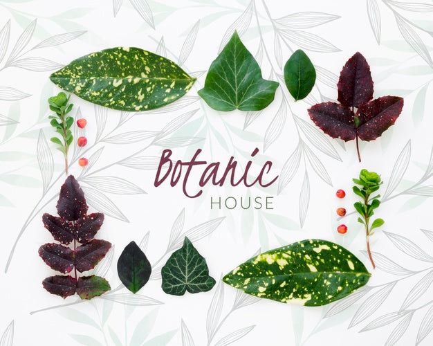 Top View Botanic Leaves Collection Psd