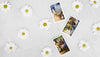 Top View Of Spring Chamomile With Photos Psd