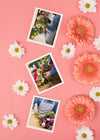 Top View Of Spring Daisies With Photos And Chamomile Psd
