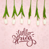 Top View Of White Spring Tulips Psd