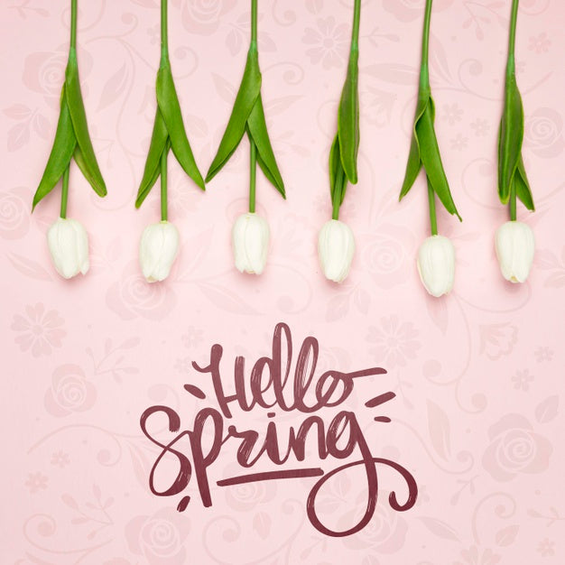 Top View Of White Spring Tulips Psd